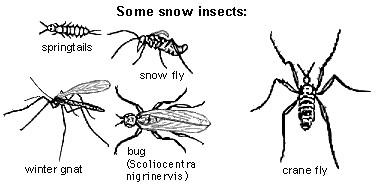 Snow Gnats